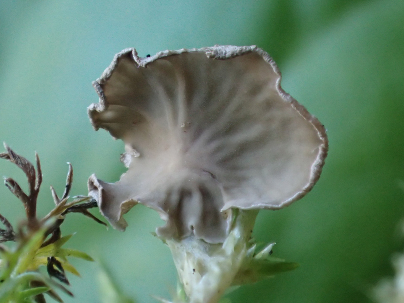 Photo © Sarah Ebdon Arrhenia retiruga by Sarah Ebdon